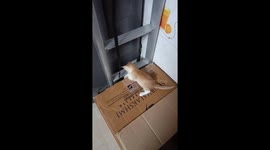 Cat playing