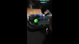 kitty golf trick shot cat trick