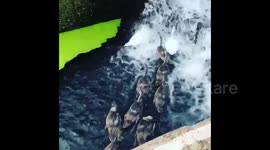 Swans in London cool down amid scorching temperatures