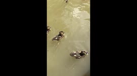 Duckings in Bath