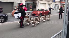 Geese in Ostend