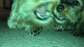 Dogs