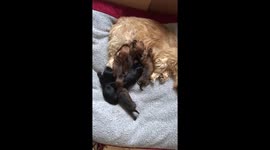 Puppies feeding