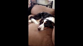Woman comes home to find dogs have made huge mess
