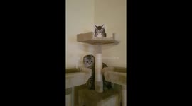 Cat tree