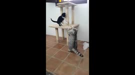 Cat and kittens