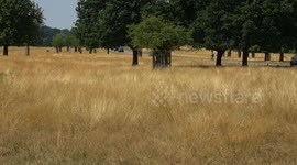 Richmond Park resembles Savannah during dry weather