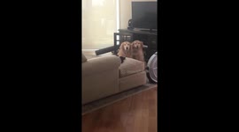 Smart Dogs Find A Way To Keep Cool
