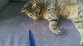 funny: The cat is trying to sleep and the girl does not