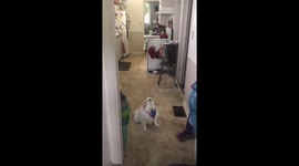 Mango learns to Sing