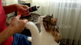 How cats can do this?