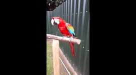 Dancing parrot