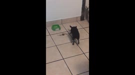 Dog being picky with her food