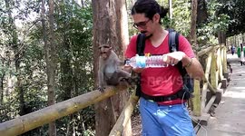 Adorable moment tourist gives thirsty baby monkey a drink