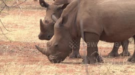 Two protected and endangered White Rhinos grazing on dry grass