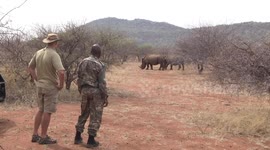 Anti-poaching team with two protected White Rhinos nearby