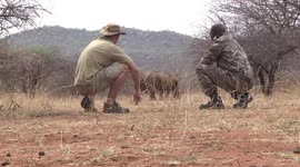 A low-level discussion on how to protect two endangered White Rhinos from poaching