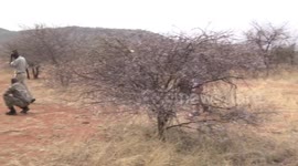 Tourists on foot with anti-poaching guards watching protected White Rhinos