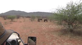 Watching protected White Rhinos from an open game vehicle