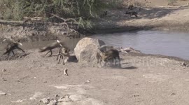 A pack of Wild Dog pups playing around a waterhole