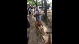 Deer bites pensioners arse