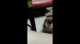 Cute Pomeranian Shih Tzu Mix is excited then gets fruetrated asking for food