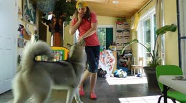 Alaskan Malamute Puppy Come Dancing with me