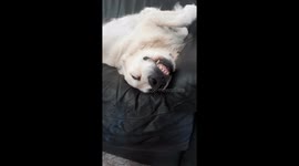 hilarious moment being woken up by fly while dog is chilling