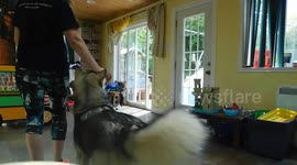 Alaskan Malamute Puppy Dancing Paws