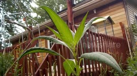 Monarch Journey The First Four Days