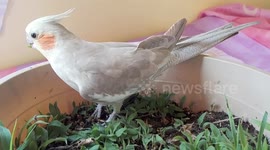 Cockatiel Phoebe Update Since Being Found