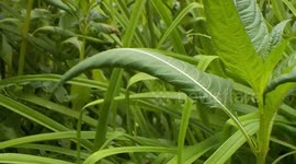 Monarch Butterfly Laying her Eggs in My Garden