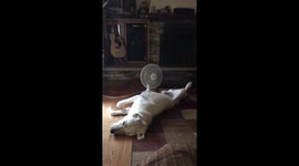 Hot days lazy dog! Life is good!