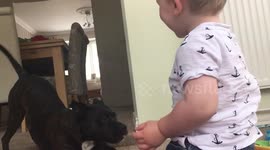 Son & Staffy - Best Friends