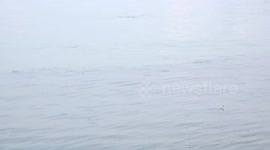 Fish jumping and skipping across the ocean.