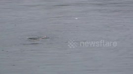 Fish jumping over a stick in the ocean.