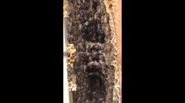 Raising endangered Honey Bees
