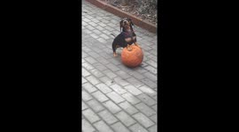 Dog play with ball , circus dog.