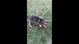 Funny dog