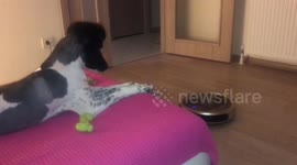 Dog and cleaning robot