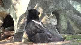 Bear having a shower.