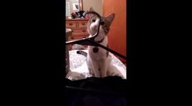 Kitty death stare