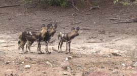 Wild Dogs in a dry creek bed - calling to one another