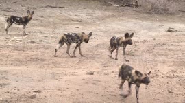 African Wild Dogs in a dry creek bed - curious, then moving off