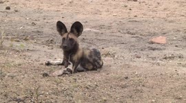 A watchful African Wild Dog lying down - face and forelegs bloody from the hunt