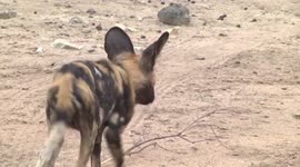 Adult African Wild Dog standing alert before trotting off