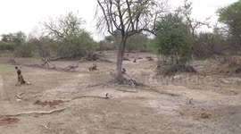 African Wild Dog pack relaxing in a dry creek bed littered with Elephant dung