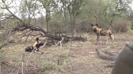 Two Wild Dogs right near a safari vehicle