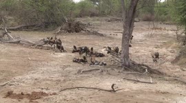 Curious Wild Dog pups approaching a safari vehicle with people videoing them