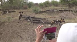 A safari vehicle passenger videoing a curious Wild Dog with a smartphone